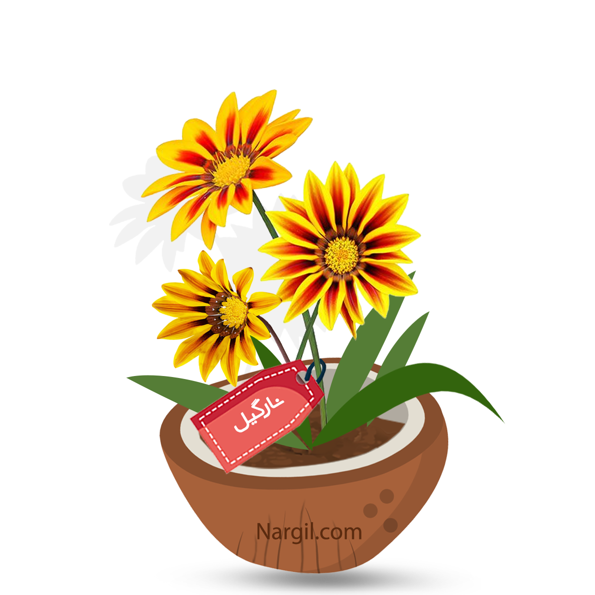  Nargil - Coastal Gazania